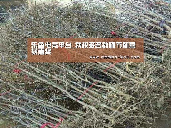 乐鱼体育注册
